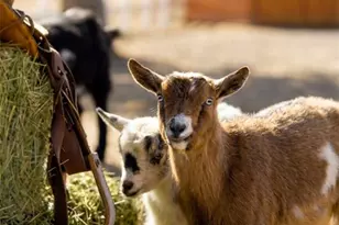 7390 Ute Hwy, Longmont, CO 80503 - Photo 31