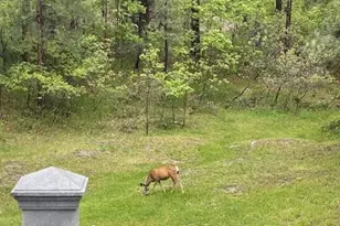 1038 Tenderfoot Dr, Larkspur, CO 80118 - Photo 35