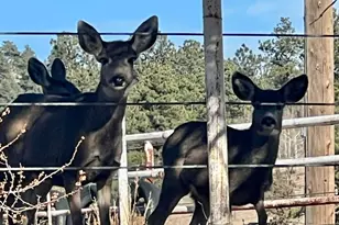 14803 Wandcrest Dr, Pine, CO 80470 - Photo 43