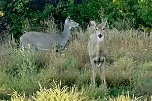 8901 W Yale Ave, Lakewood, CO 80227 - Photo 37