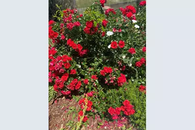 3897 Mallard Lane, Highlands Ranch, CO 80126 - Photo 45