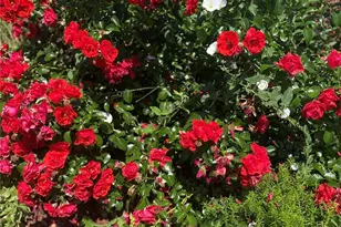 3897 Mallard Ln, Highlands Ranch, CO 80126 - Photo 45