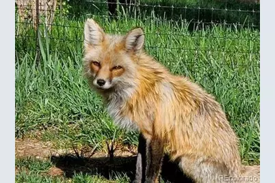 72 Hall Road, Bailey, CO 80421 - Photo 9