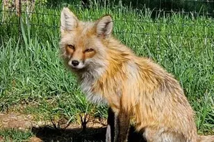 72 Hall Rd, Bailey, CO 80421 - Photo 9