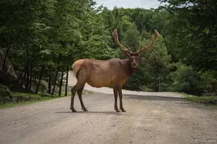 72 Hall Rd, Bailey, CO 80421 - Photo 5