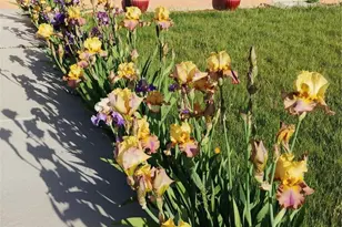 4693 Dudley St, Wheat Ridge, CO 80033 - Photo 35