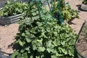 471 Iola St, Aurora, CO 80010 - Photo 13