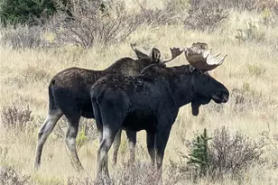 174 Skid Ct, Fairplay, CO 80440 - Photo 49