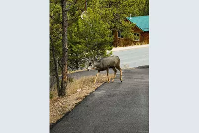 1423 Roland Drive, Bailey, CO 80421 - Photo 31