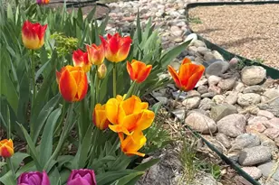 3210 Darley Ave, Boulder, CO 80305 - Photo 35