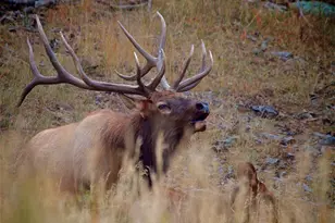 2360 Juniper Ct, Golden, CO 80401 - Photo 15