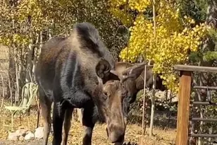 220 Timber Rd, Black Hawk, CO 80422 - Photo 33