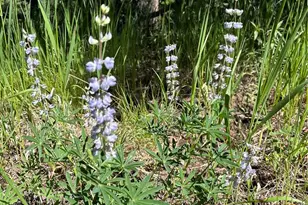 13963 N Trail Cir, Littleton, CO 80127 - Photo 37