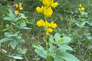13963 N Trail Cir, Littleton, CO 80127 - Photo 33