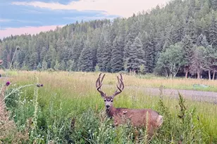 26955 Stagecoach Rd, Conifer, CO 80433 - Photo 37