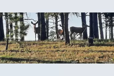 13395 Frank Road, Colorado Springs, CO 80908 - Photo 9