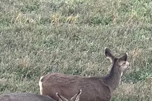 10626 Clarkeville Way, Parker, CO 80134 - Photo 43