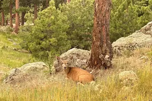 24999 Grandview Ave, Golden, CO 80401 - Photo 37