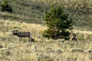 7275 CO-9, Guffey, CO 80820 - Photo 7