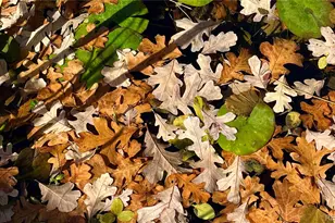 6910 Reno Dr, Arvada, CO 80002 - Photo 23