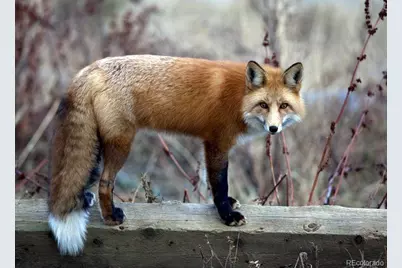 27551 Molly Drive, Conifer, CO 80433 - Photo 39