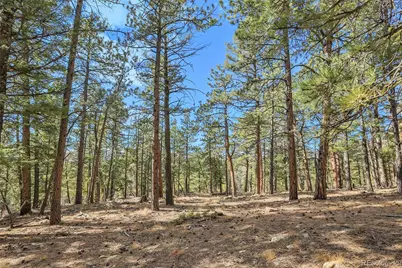 27551 Molly Drive, Conifer, CO 80433 - Photo 7