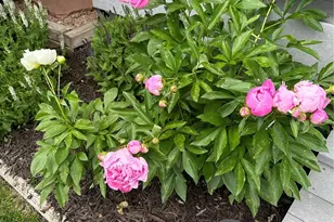 11893 Wyandot Cir, Westminster, CO 80234 - Photo 47