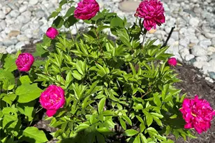 11893 Wyandot Cir, Westminster, CO 80234 - Photo 49