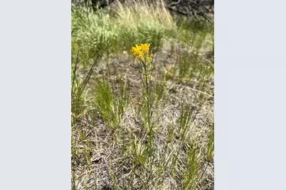 Lot 542 Forbes Park, Fort Garland, CO 81133 - Photo 5