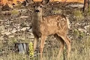 8790 S Warhawk Rd, Conifer, CO 80433 - Photo 9