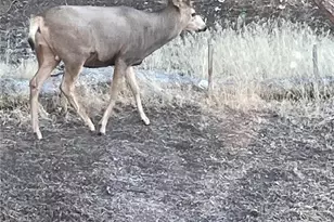 18842 Kimball Creek Rd, Collbran, CO 81624 - Photo 45