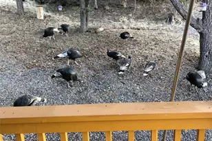 18842 Kimball Creek Rd, Collbran, CO 81624 - Photo 49