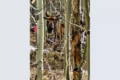 528 Glacier Peak View, Jefferson, CO 80456 - Photo 5