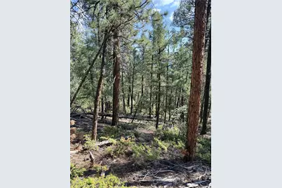 12907 S Cindy Avenue, Pine, CO 80470 - Photo 9