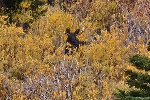 365 Gold Pan Ln, Fairplay, CO 80440 - Photo 45