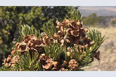 Lot 5506 Balleroy Road, Fort Garland, CO 81133 - Photo 25