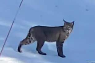 178 Saw Horse Ln, Black Hawk, CO 80422 - Photo 45