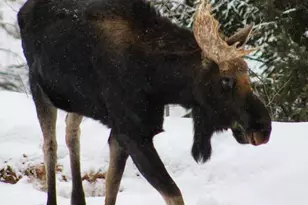 178 Saw Horse Ln, Black Hawk, CO 80422 - Photo 43