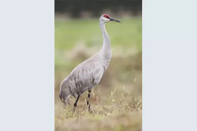 4333 Camino Baca Grande, Crestone, CO 81131 - Photo 9