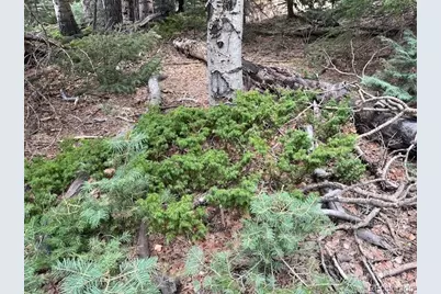 Lot 3091 Sterenson Place, Fort Garland, CO 81133 - Photo 17