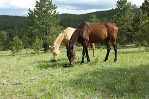 2230 Co Rd 72, Bailey, CO 80421 - Photo 37