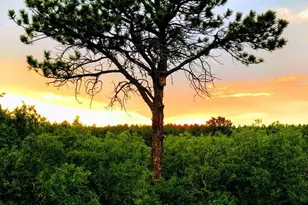 1475 Elk View Rd, Larkspur, CO 80118 - Photo 43