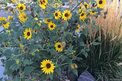 8704 Yucca Street, Arvada, CO 80007 - Photo 5