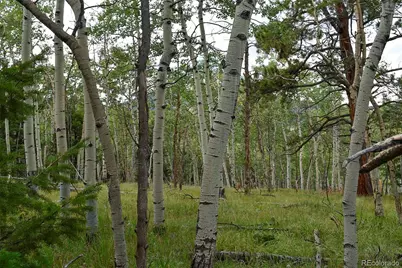 205 Timberline Drive, Guffey, CO 80820 - Photo 9