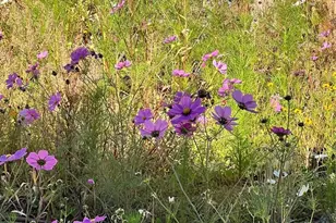 4647 Gray Wolf Ln, Castle Rock, CO 80104 - Photo 29