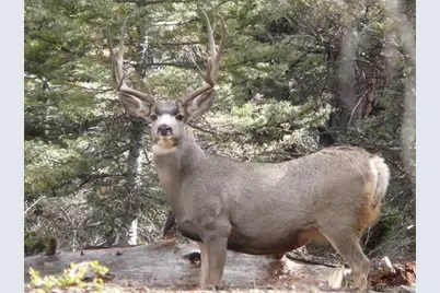 Lot 129 Flavin Lane, Fort Garland, CO 81133 - Photo 35