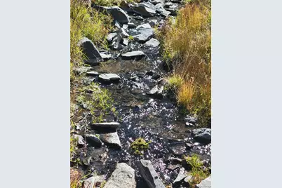 1321 Bristlecone Road, Guffey, CO 80820 - Photo 49