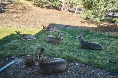 7 Vinca, Littleton, CO 80127 - Photo 39