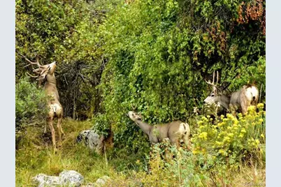 9316 Tawny Lynx Road, Loveland, CO 80538 - Photo 27