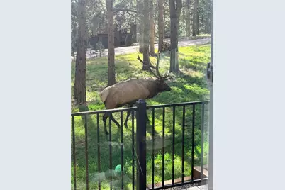 30188 Carriage Loop Drive, Evergreen, CO 80439 - Photo 39